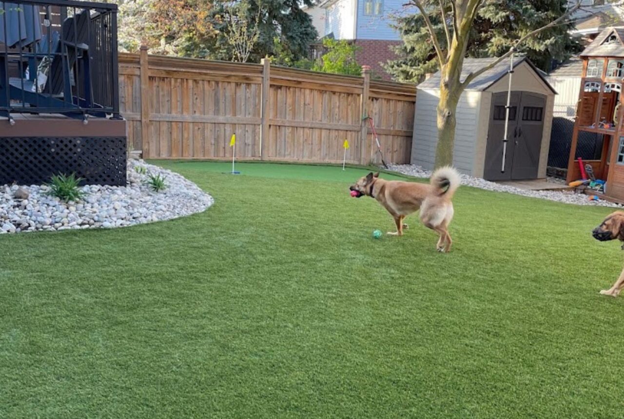 Ajax backyard turf 1